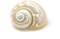 Hermit Crab Shells 3"-3.5" Turbo Shell 1 White Pearl Jade Green Shell